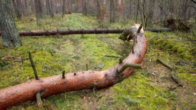 Unfall bei Forstarbeiten © Envato Elements